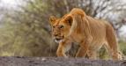 Zzran planeta: Serengeti III (4/6)
