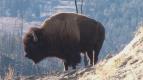 Znovuzrozen divoina Skalnatch hor: Od Yellowstonu k Yukonu (1/4)