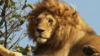 Zzran planeta: Serengeti III (4/6)