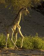 irafy zblzka i z vky