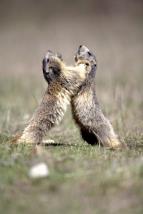 �ivot svi���