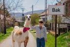 BigBakShow (6)