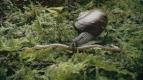 Z�zraky Nov�ho Z�landu (1)