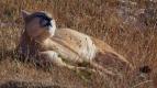 Patagonsk� pumy (4)