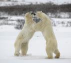 Pred�tor vs. ko�ist (4)