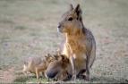 David Attenborough: �ivot savc� (4)