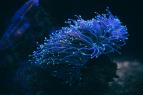 Odhalen� tajemstv� fluorescence (1)