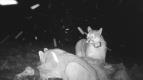 Patagonsk� pumy (3)
