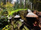 Divok� srdce Evropy