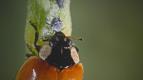 O s�t�ch a k��dlech (1)