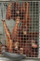 Orangutan� �kola v d�ungli II (5)