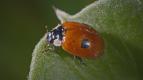 O s�t�ch a k��dlech (2)
