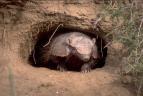David Attenborough: �ivot savc� (10)
