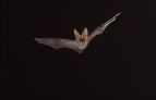 David Attenborough: �ivot savc� (2)