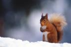 David Attenborough: �ivot savc� (4)