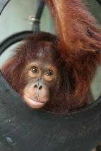 Orangutan� �kola v d�ungli II (4)
