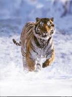 David Attenborough: �ivot savc� (2)
