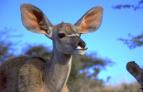 David Attenborough: �ivot savc� (5)
