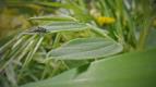 O s�t�ch a k��dlech (2)