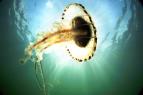 Tajemn� severn� Atlantik (2)
