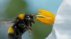 Tajupln� sv�t zvuk� s Davidem Attenboroughem (3)