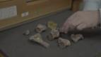 Nov� putov�n� s dinosaury (6)