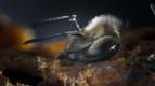 Tajupln� sv�t zvuk� s Davidem Attenboroughem (2)