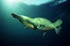 David Attenborough: �ivot savc� (9)
