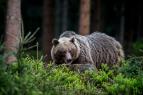 Kr�sy divok�ho Slovenska