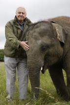 David Attenborough: Slon jmnem Jumbo