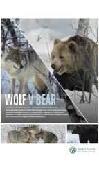 Vlk versus medvd