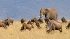 Masai Mara: Kiovatka divoiny (2)