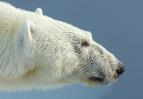 David Attenborough: Lov (1)