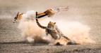 David Attenborough: Lov (2)