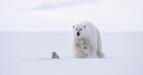 David Attenborough: Lov (2)