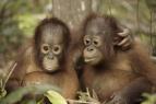 Orangutan kola v dungli (1)