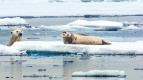 David Attenborough: Lov (3)