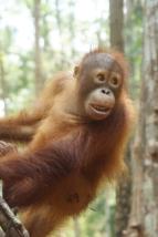Orangutan kola v dungli (2)