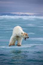 David Attenborough: Lov (5)