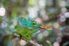 David Attenborough: Lov (5)