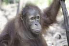 Orangutan kola v dungli (4)