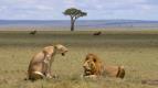 Masai Mara: Kiovatka divoiny (1)