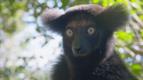 Zzraky divoiny: Madagaskar (1)