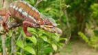 Zzraky divoiny: Madagaskar (1)