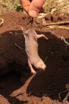 Rypo� lys�: Nejpodivn�j�� superhrdina