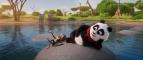 Medv�dek panda v Africe