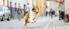Lassie se vrac�