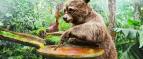Paddington