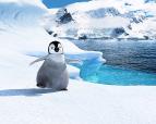 Happy Feet