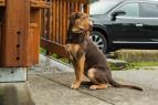 Ps� domov